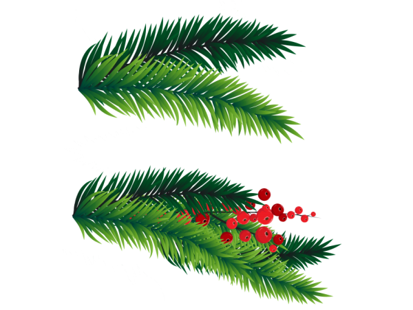 Ветка сосны