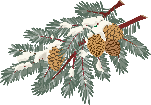 Новогодние еловые ветки