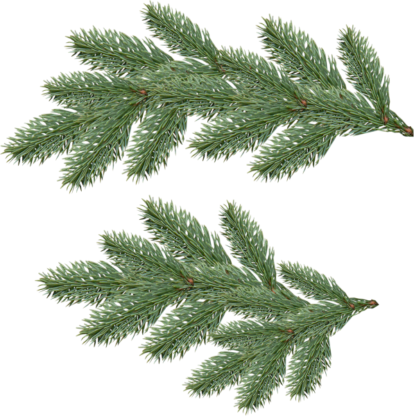 Шишка раскраска