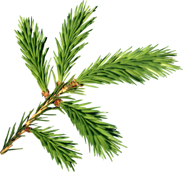 Ветка сосны раскраска