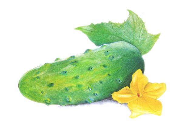 Нарисовать огурец