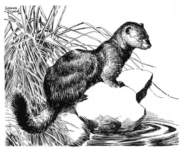 Европейская норка нарисовать