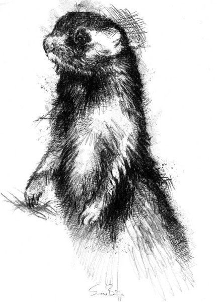 Норка рисунок