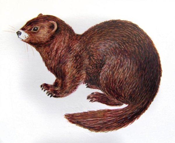 Кавказская европейская норка рисунок