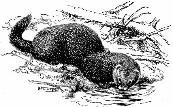 Европейская норка