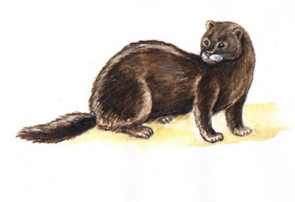 Повесть Максимова норка