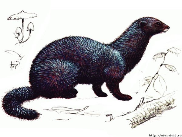 Американская норка рисунок