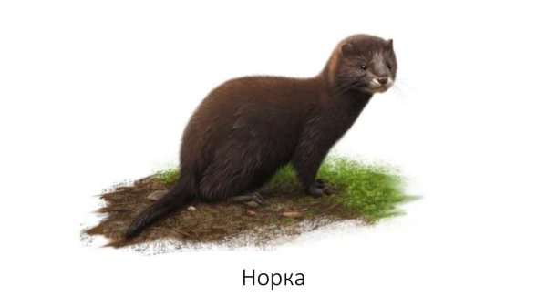 Норка животное