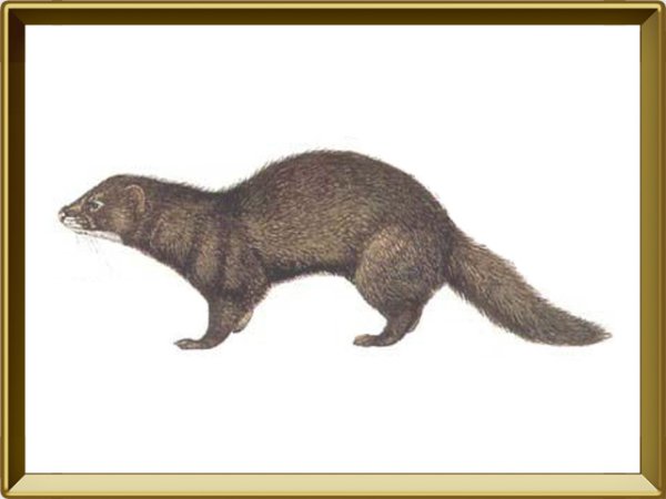 Норка сбоку