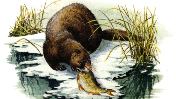 Европейская норка, барсук