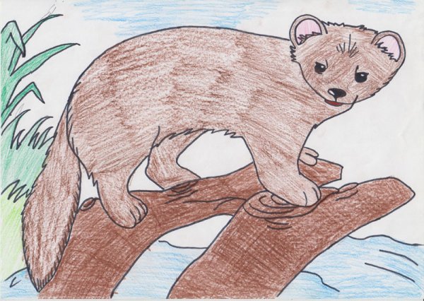 Норка рисунок легкий