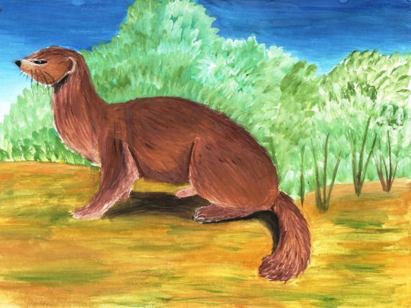 Кавказская европейская норка раскраска