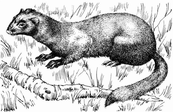 Европейская норка