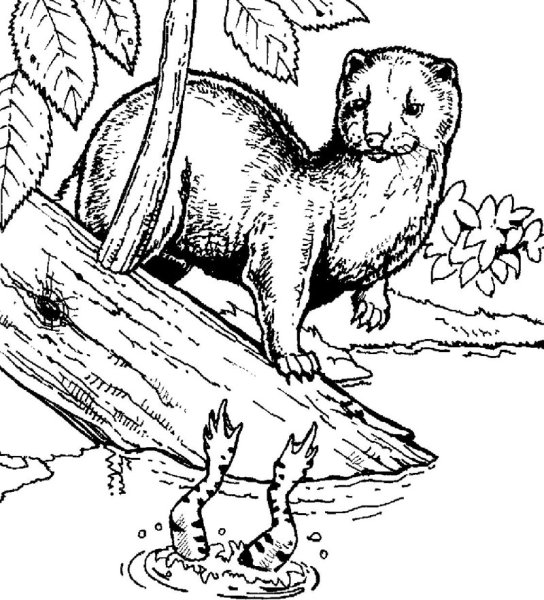 Европейская норка