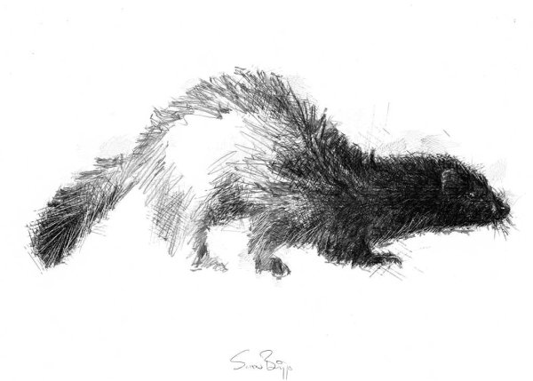 Норка рисунок карандашом