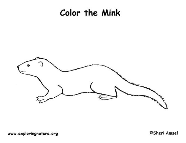 Европейская норка раскраска