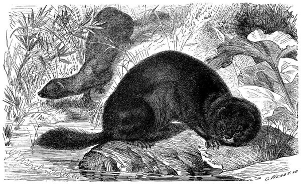 Европейская норка с детьми