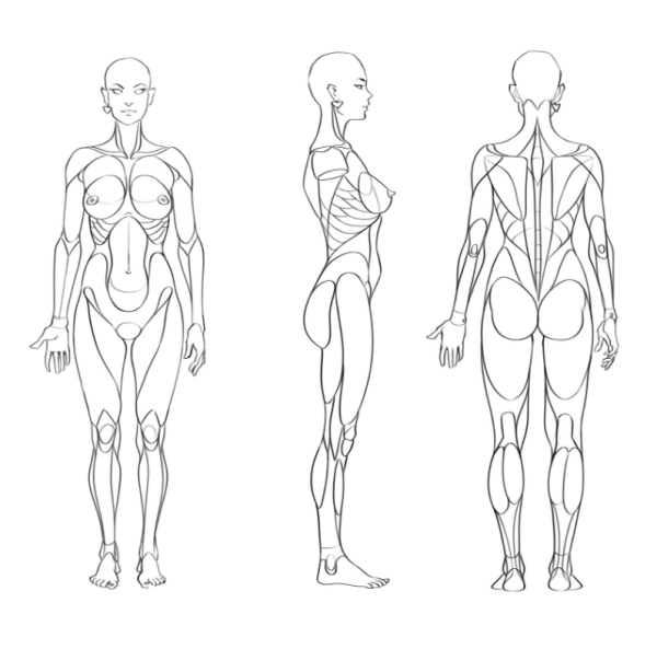 Анатомия человека для рисования