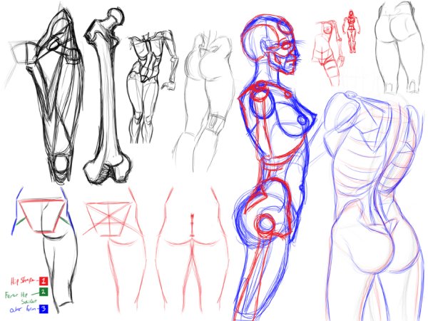 Анатомия женского тела для рисования