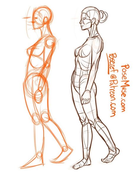 Женская анатомия для рисования