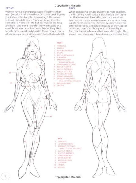 Пропорции женского тела референс
