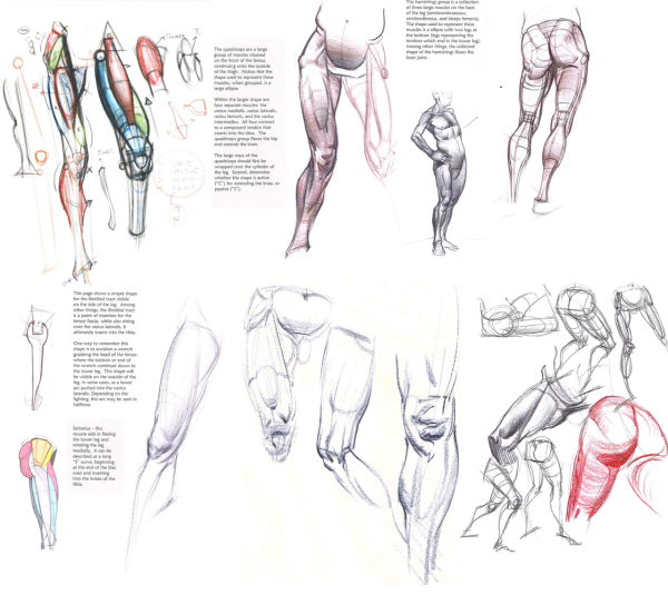 Женская анатомия для художников
