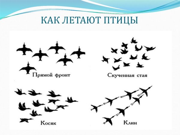 Как летают птицы