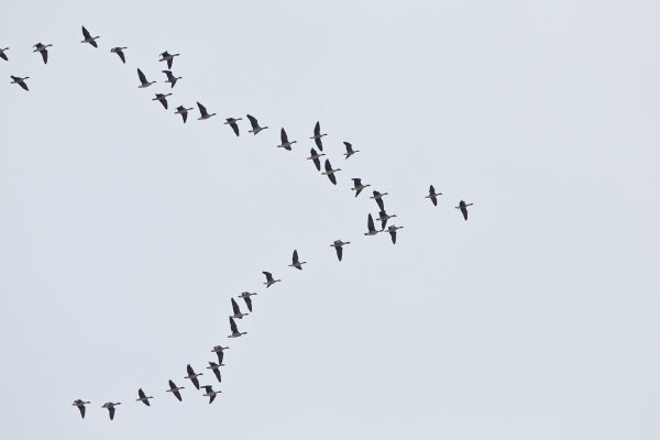 Косяк птиц в небе