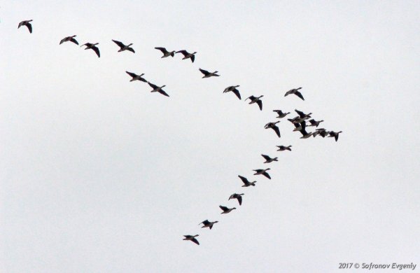 Силуэт улетающих птиц
