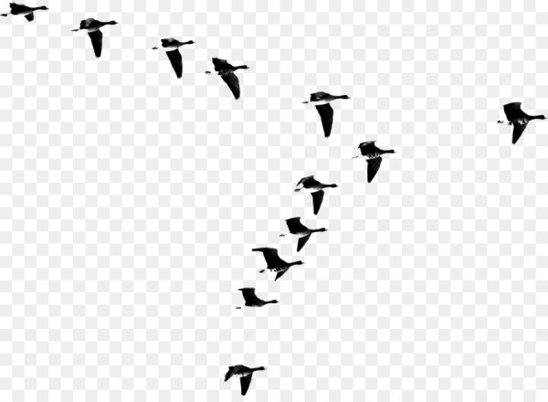 Силует птиц летящих клином