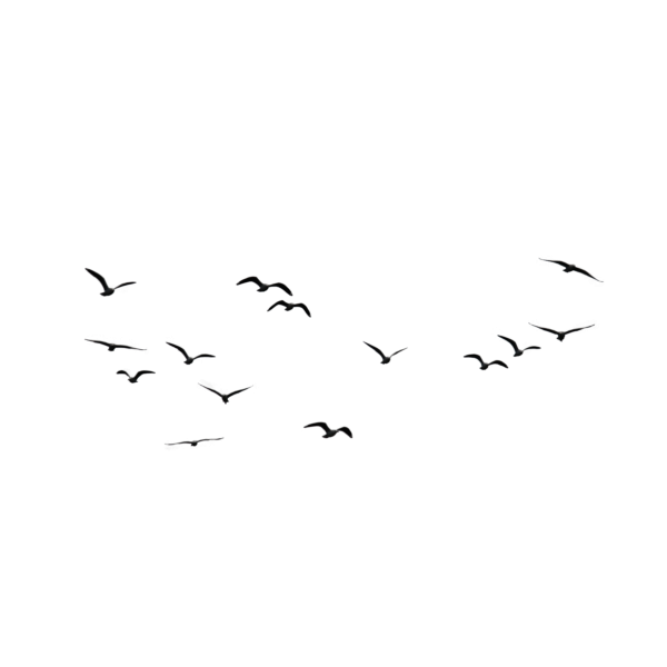 Стая птиц вектор