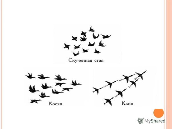 Схема перелета птиц