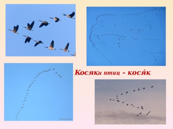 Вереница перелетных птиц