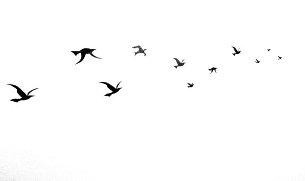 Косяк птиц в небе на белом фоне