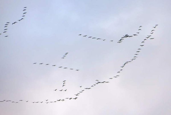 Косяк журавлей