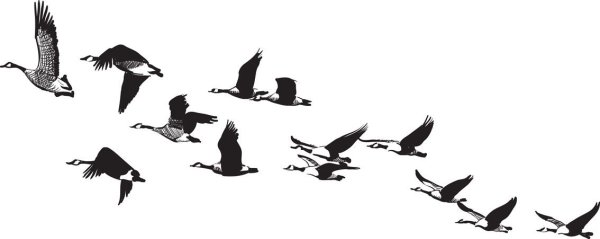 Стая уток вектор