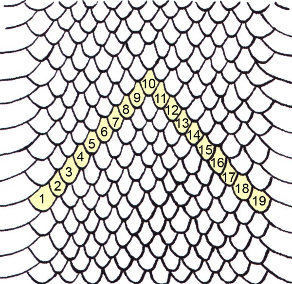 Чешуя эскиз