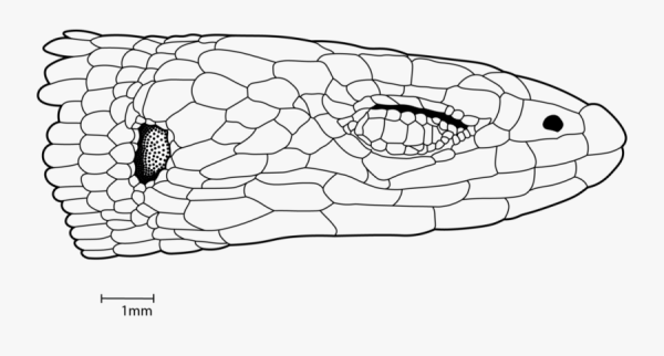 Чешуя змеи карандашом