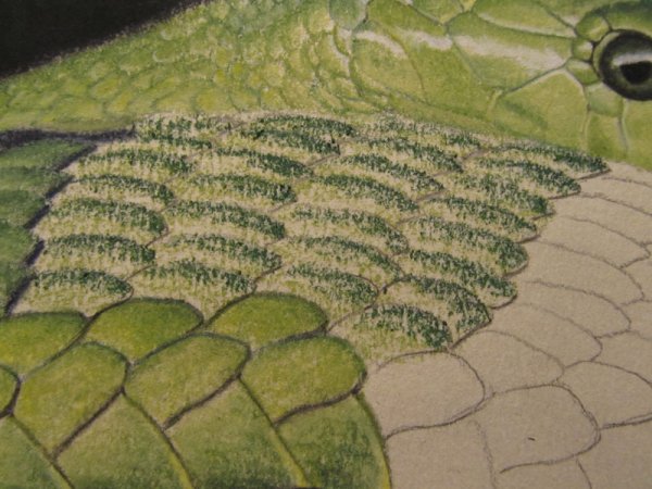 Чешуя змеи зарисовки