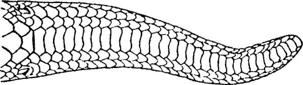 Хвост чешуйчатой змеи