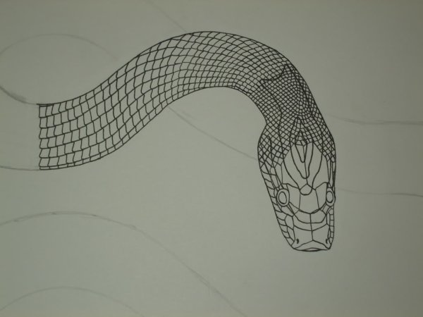 Змеи голова чешуя