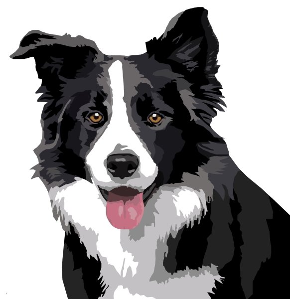 Бордер колли арт