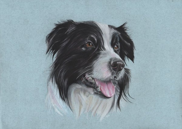 Бордер колли Зои