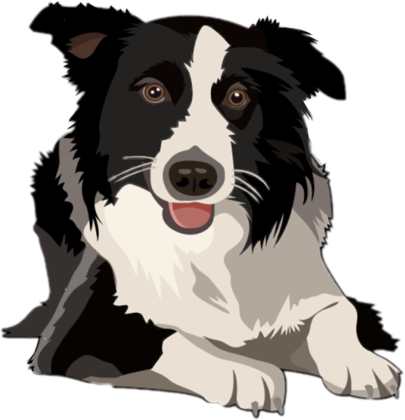 Бордер колли арт