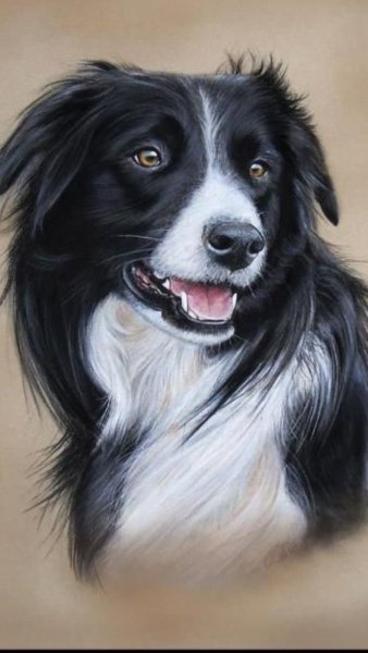 Бордер колли портрет
