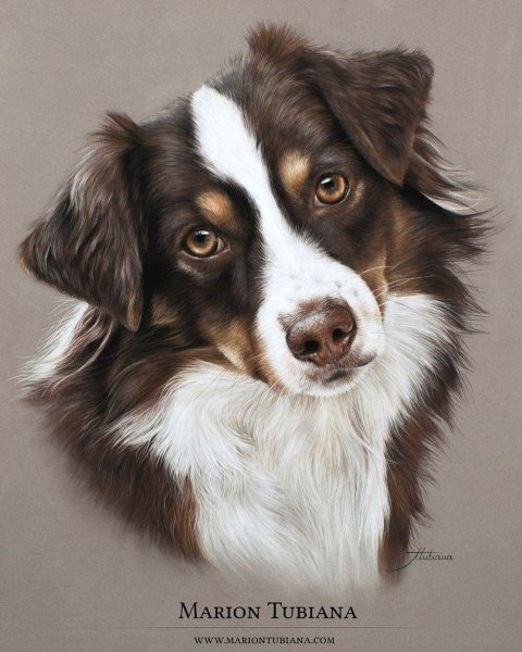 Бордер колли арт