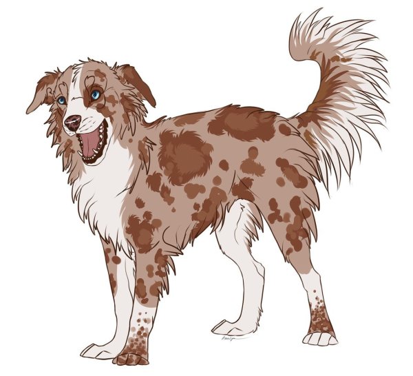 Бордер колли хроники стаи