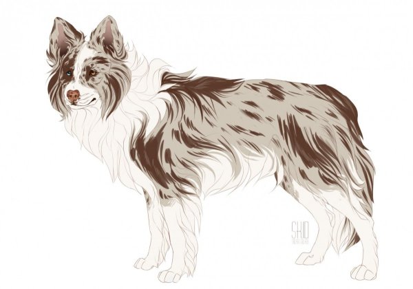 Бордер колли арт референс