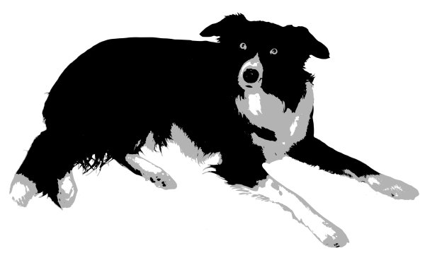 Бордер колли вектор