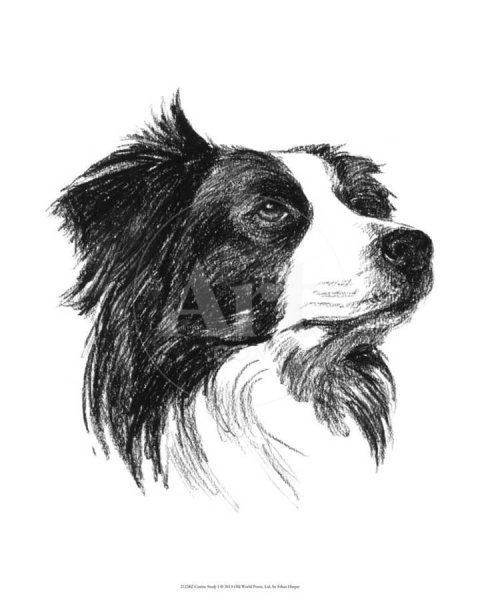 Скетч собаки бордер колли